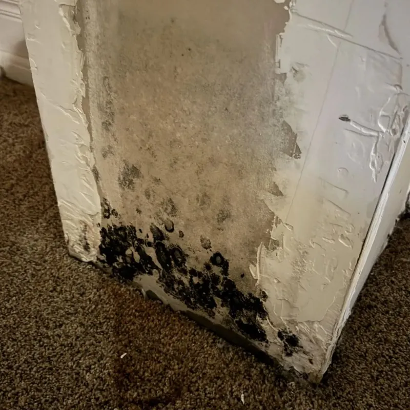 Professional Mold Removal in Savannah, TX